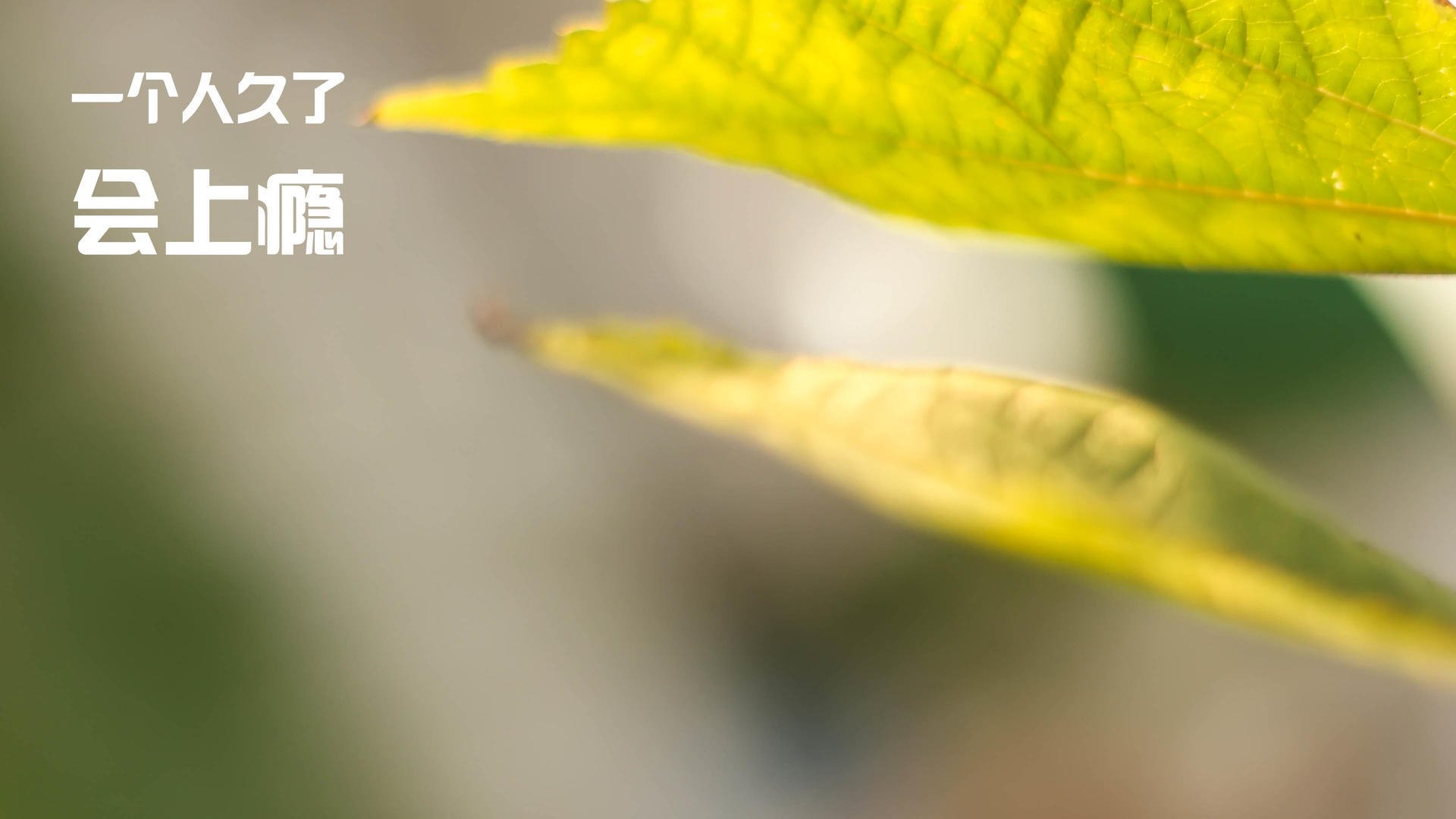 颠覆与秩序，日本掀翻马里，德里赫特构筑荷兰防线