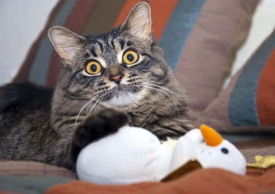 异域之星,基耶萨在英格兰对阵埃及友谊赛中闪耀全场