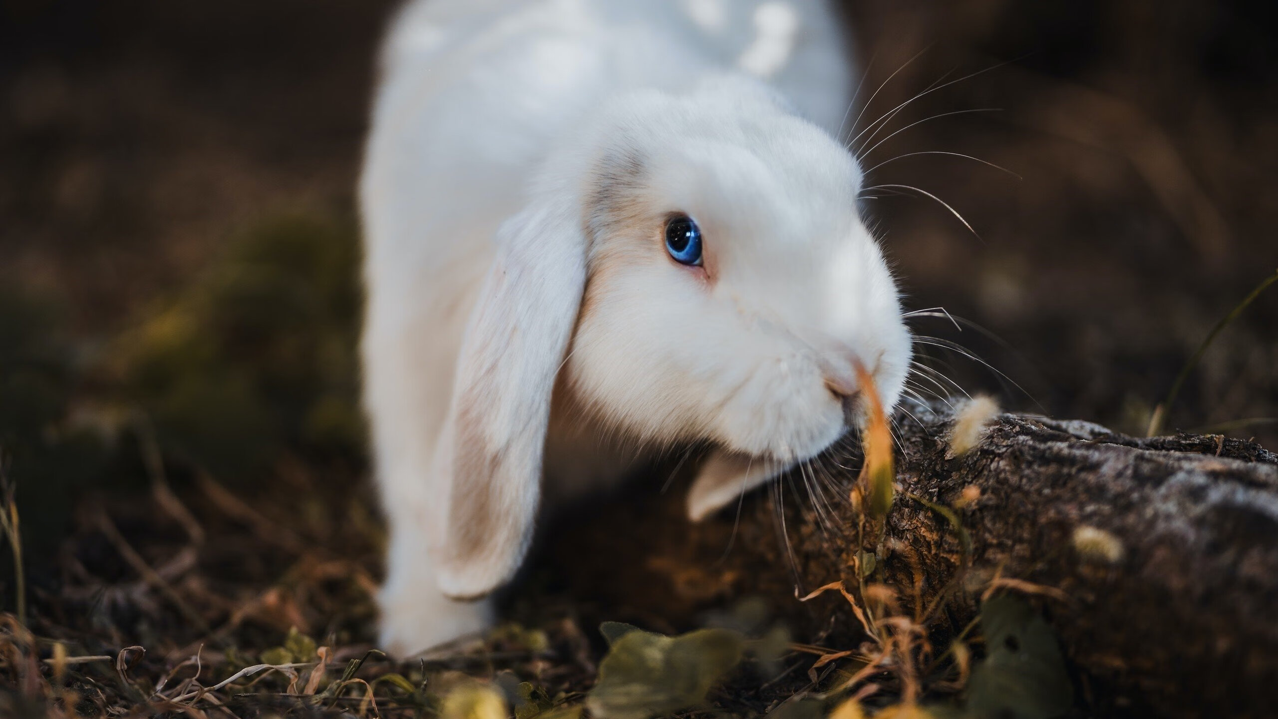 节奏之战,公牛如何用库里法则锁死76人