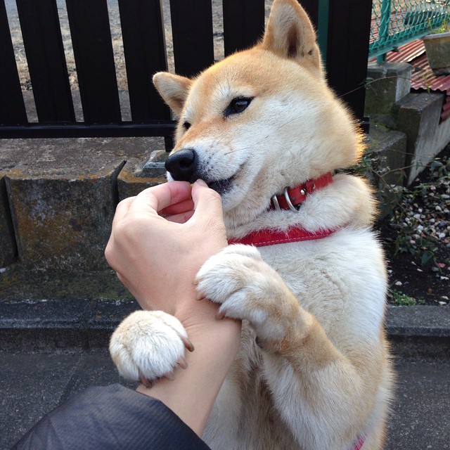 跨越太平洋的绝杀,当上海队按下范弗利特时间,湖人听见了东方的回响