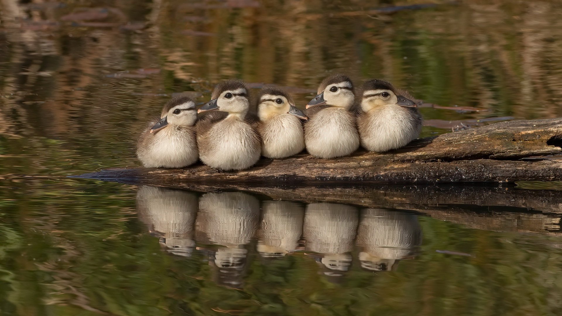 唯一性之战，当瑞士铁壁遇上马赛狂想，奥亚尔萨瓦尔定义经典