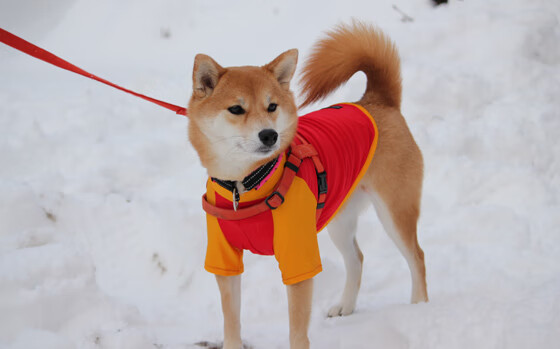 国际篮球邀请赛上海轻取活塞，中国控卫詹姆斯15助攻改写历史