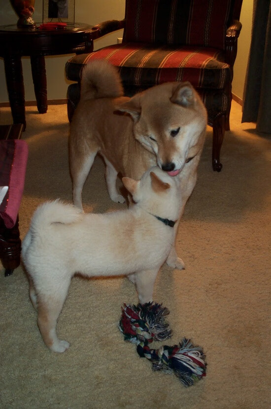 克瓦拉风暴席卷季后赛！加拿大末节暴走粉碎新西兰，格鲁吉亚天才抢七封神