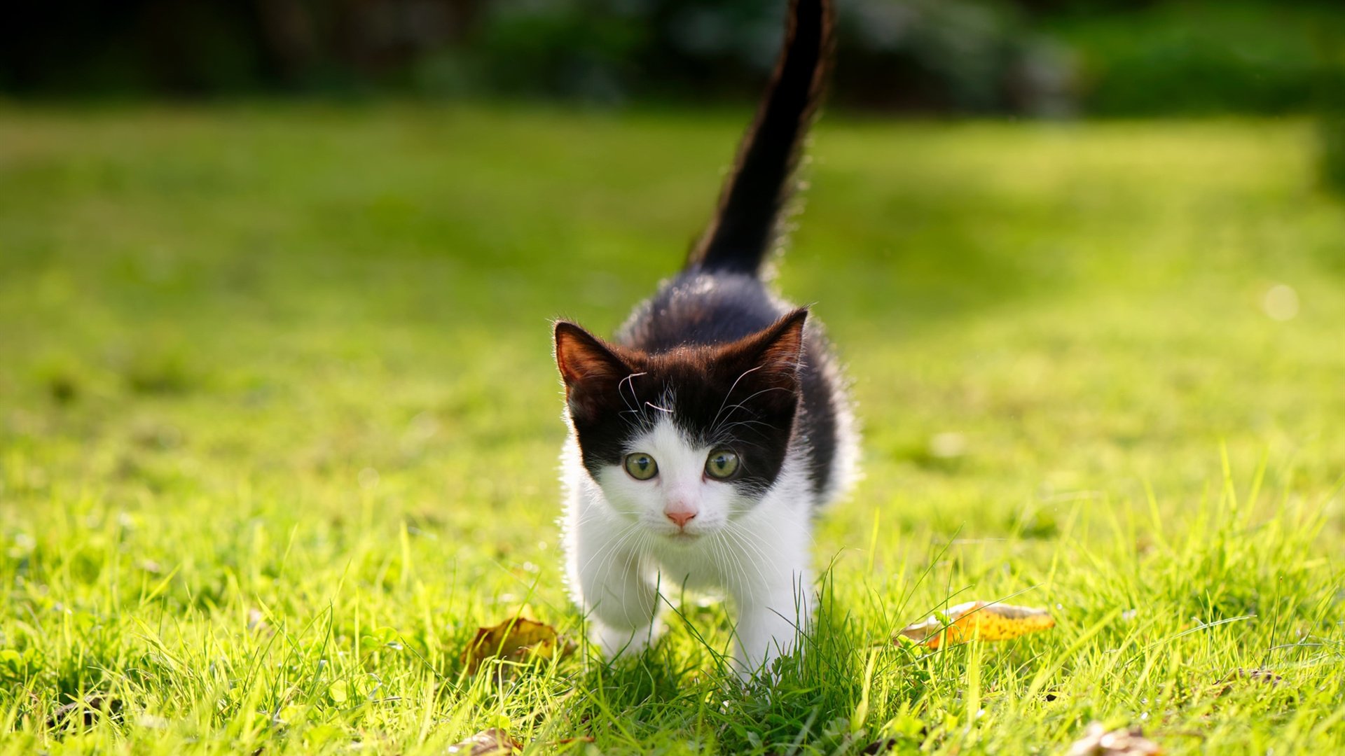 篮球世界大战，开拓者强压辽宁，武切维奇如何用欧洲魔术打破辽宁铁壁？