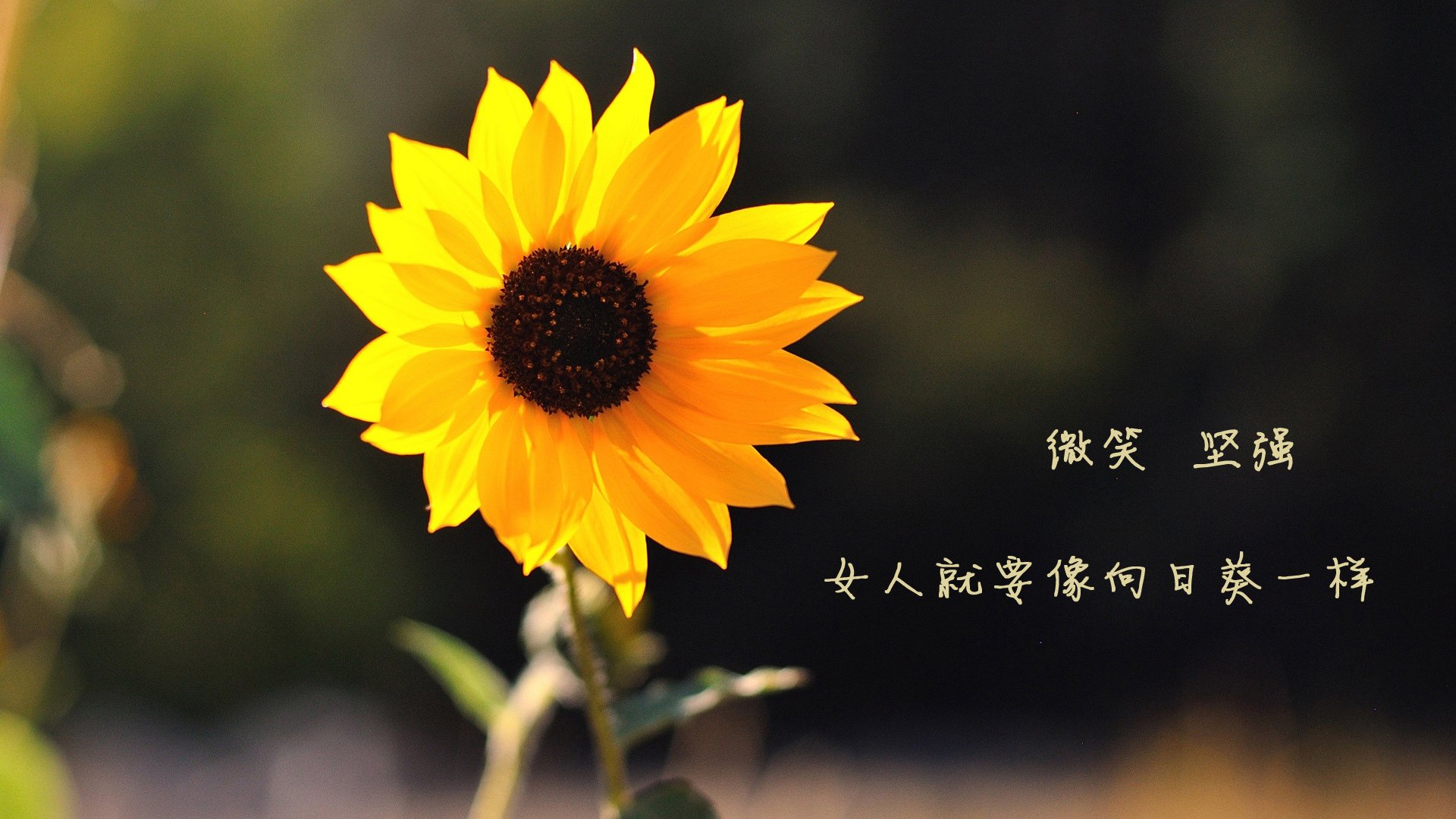在F组,足球永远有唯一的答案,阿根廷的传承、美国的冲击与迪亚斯的意外加冕
